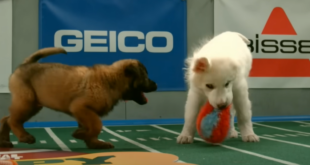 Where to Watch Puppy Bowl